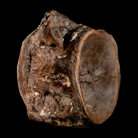 1.9" Ichthyodectes Fish Fossil Vertebrae Late Cretaceous Era Niobrara Formation Kansas