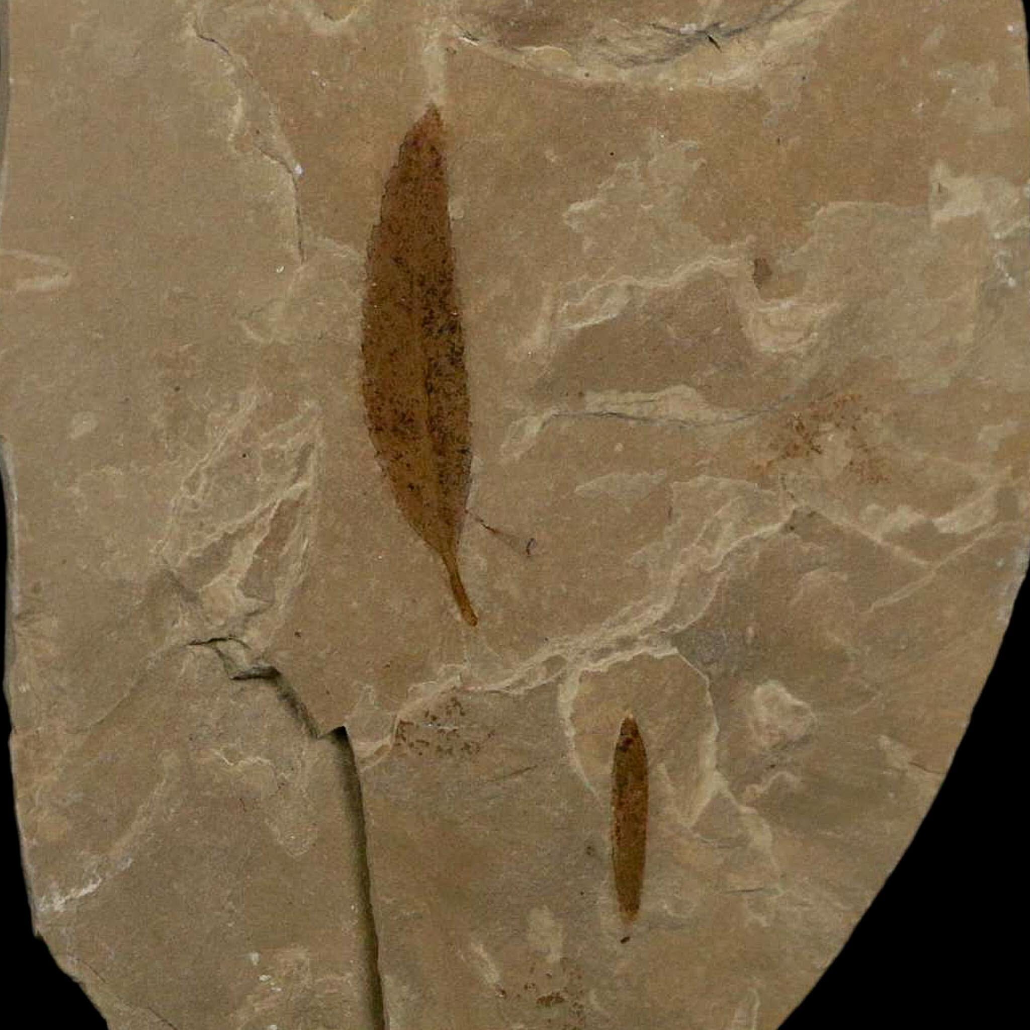 Mimosite Coloradensis And Cedrelospermum Fossil Plant Leaf Eocene Age Green River UT - Fossil Age Minerals