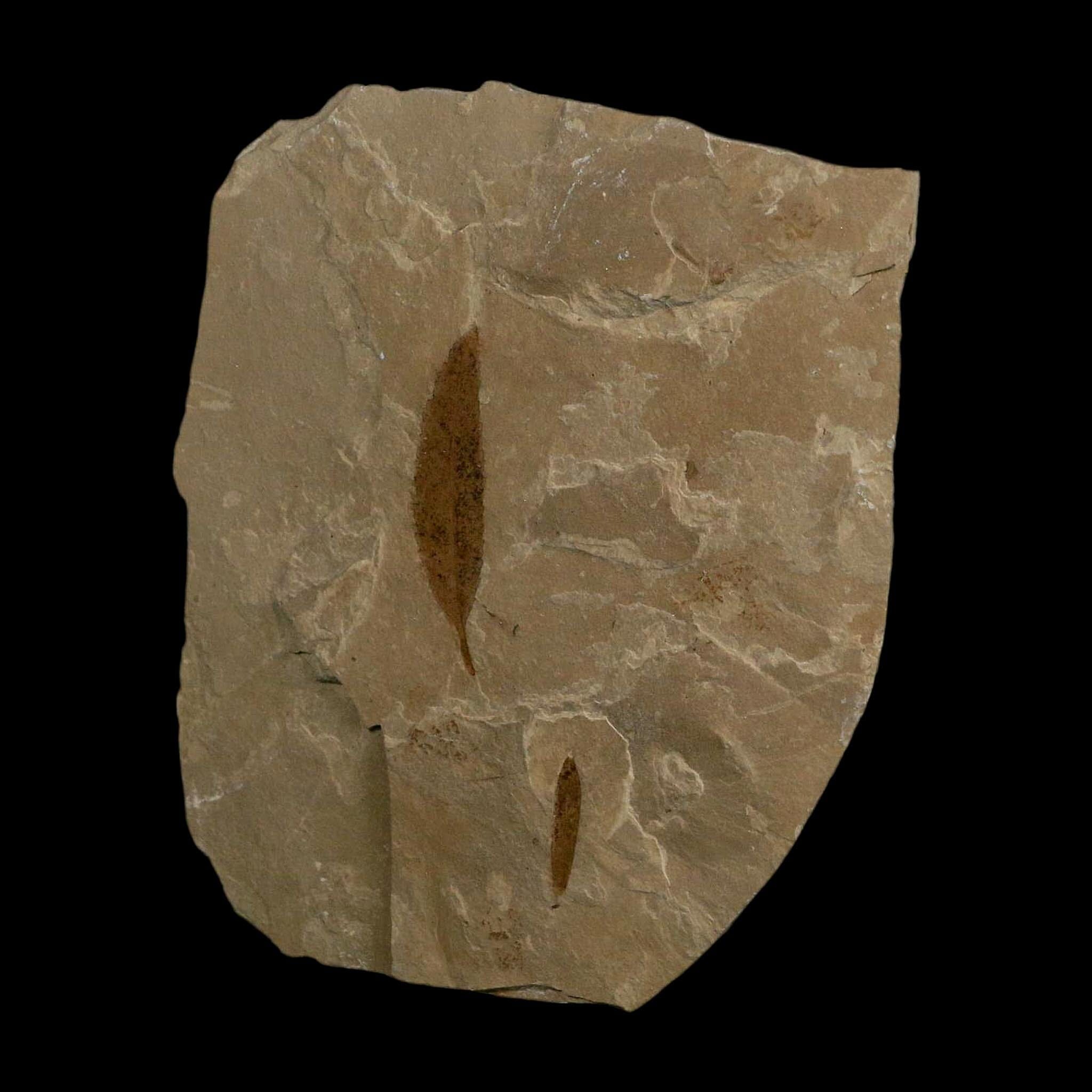 Mimosite Coloradensis And Cedrelospermum Fossil Plant Leaf Eocene Age Green River UT - Fossil Age Minerals