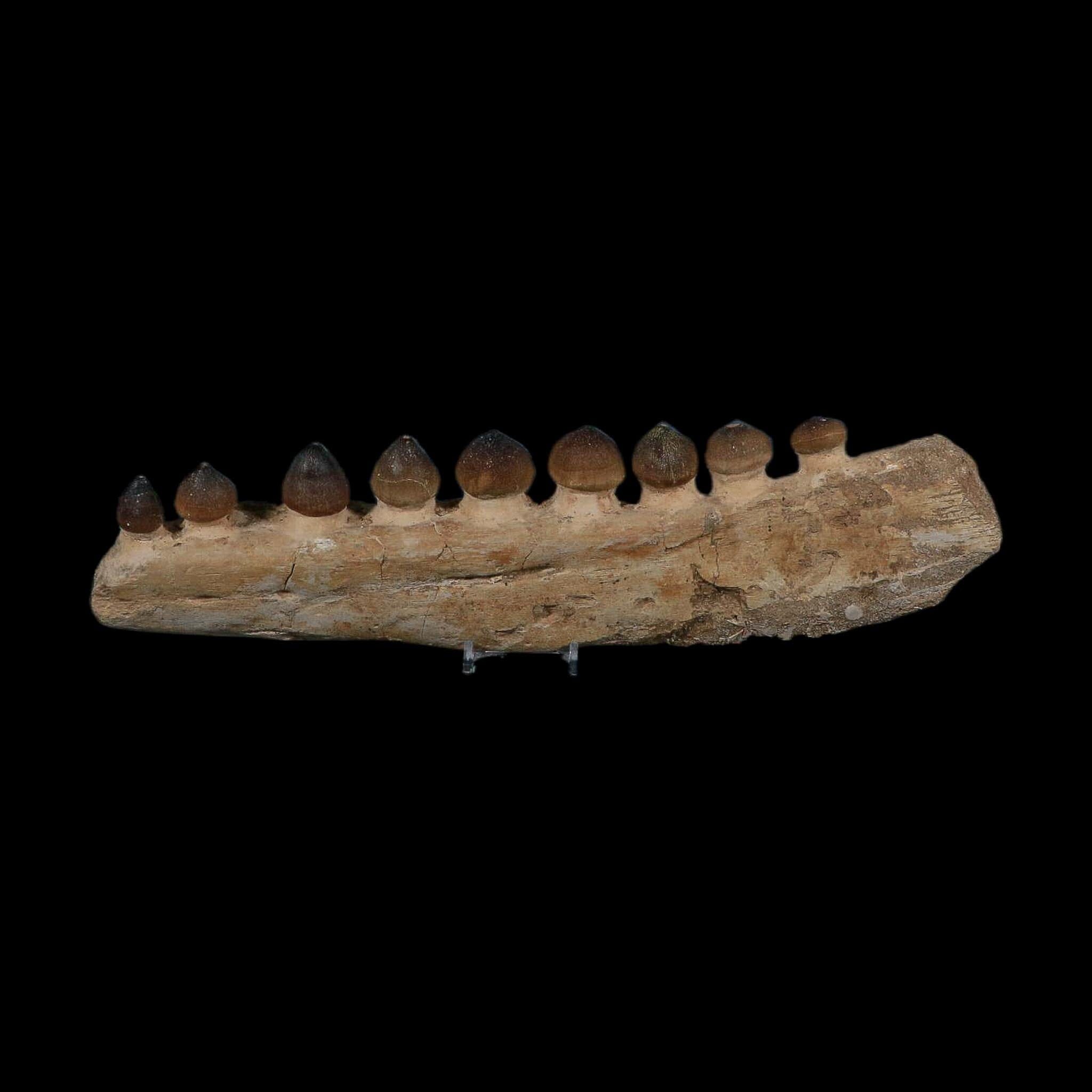 13.4" Globidens Mosasaur Fossil Tooth Jaw Section Cretaceous Dinosaur Era COA - Fossil Age Minerals