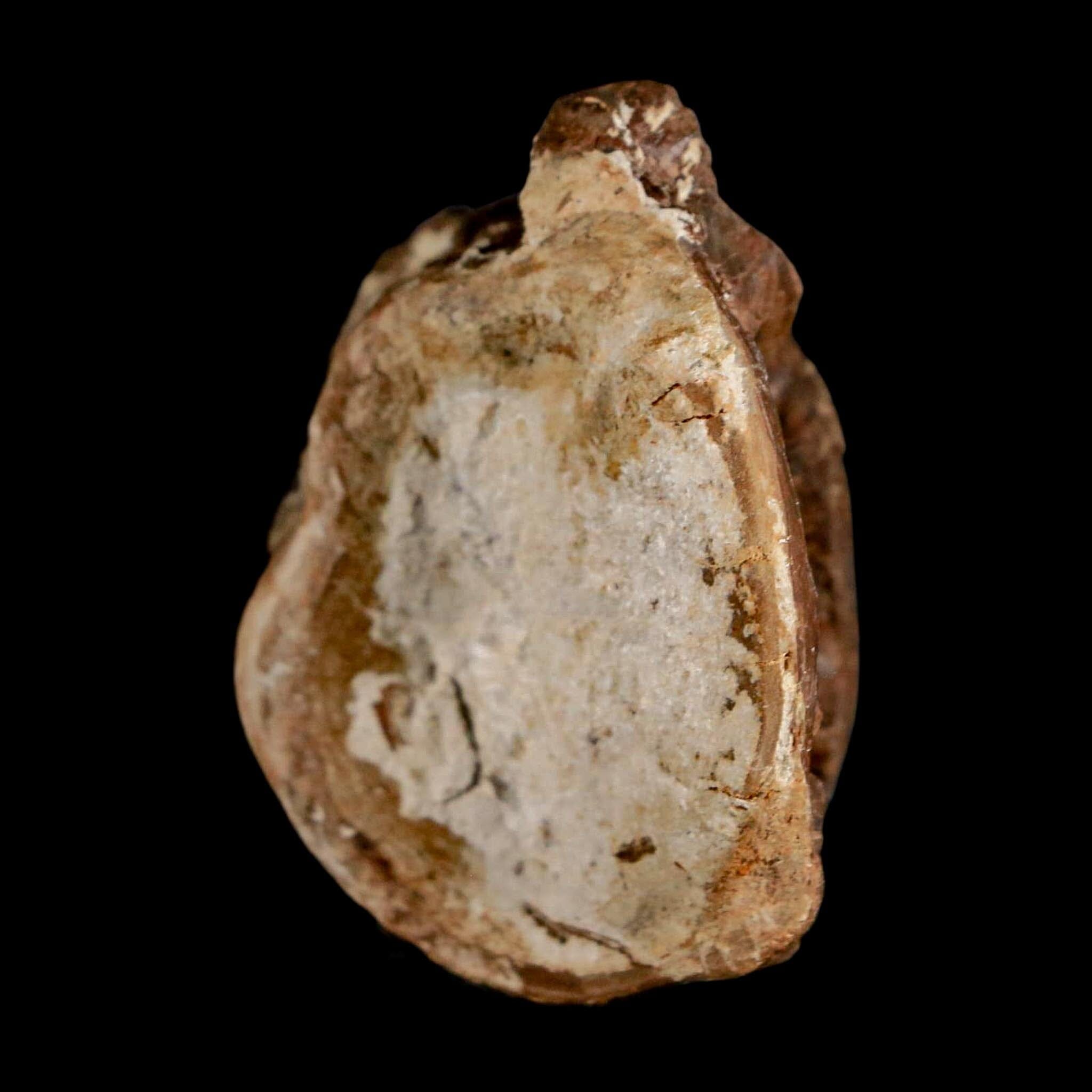 1.9" Ichthyodectes Fish Fossil Vertebrae Late Cretaceous Era Niobrara Formation Kansas - Fossil Age Minerals