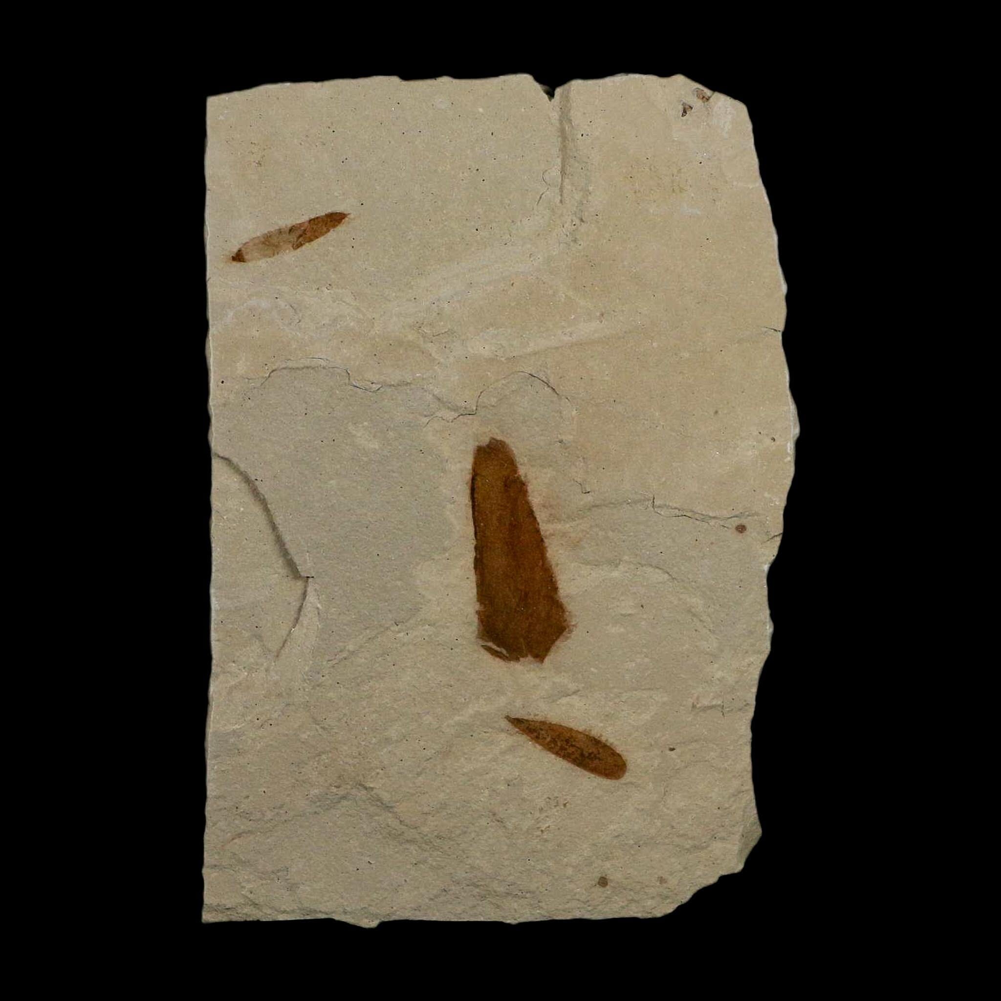 3 Three Detailed Mimosite Coloradensis Fossil Plant Leaf Eocene Age Green River Utah - Fossil Age Minerals
