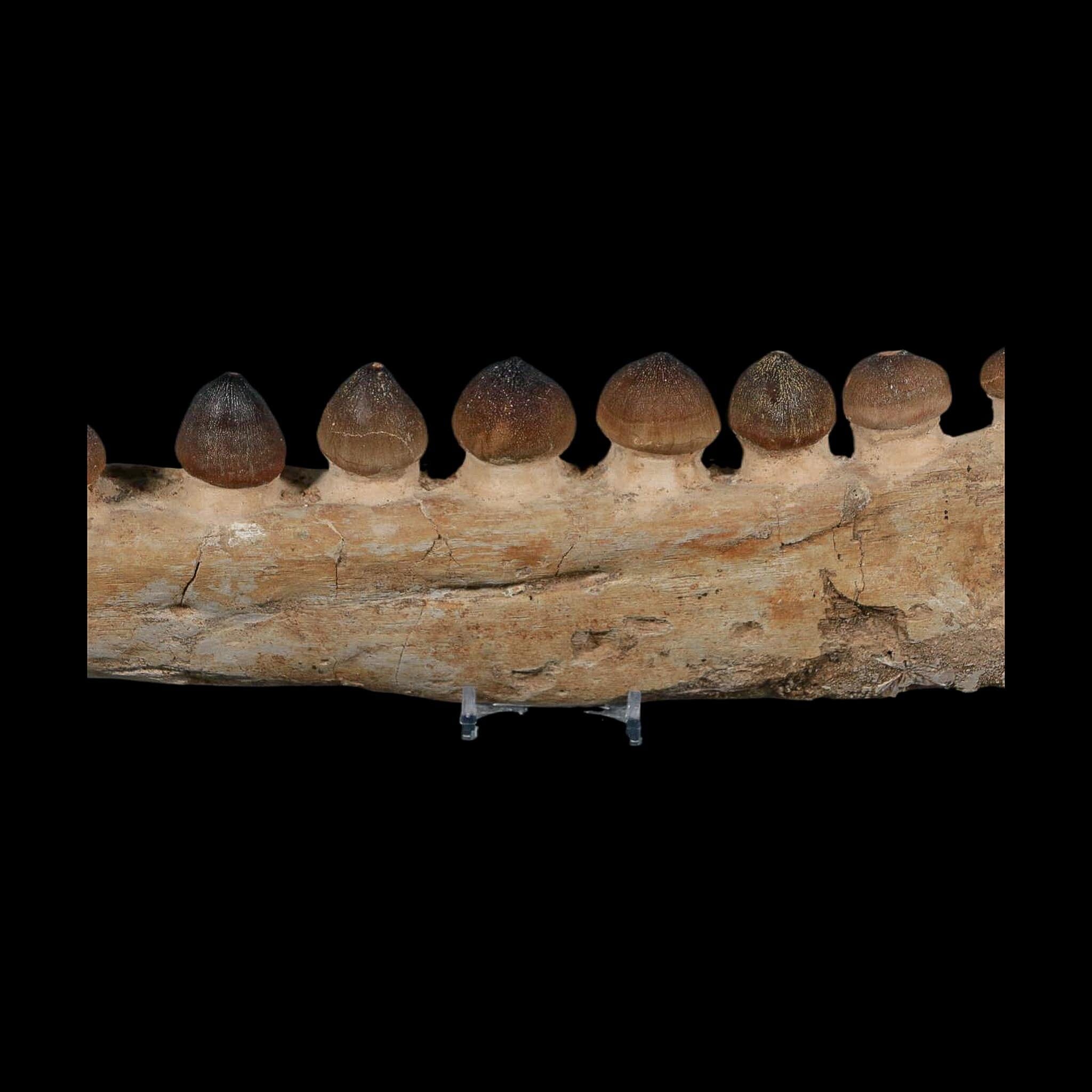 13.4" Globidens Mosasaur Fossil Tooth Jaw Section Cretaceous Dinosaur Era COA - Fossil Age Minerals