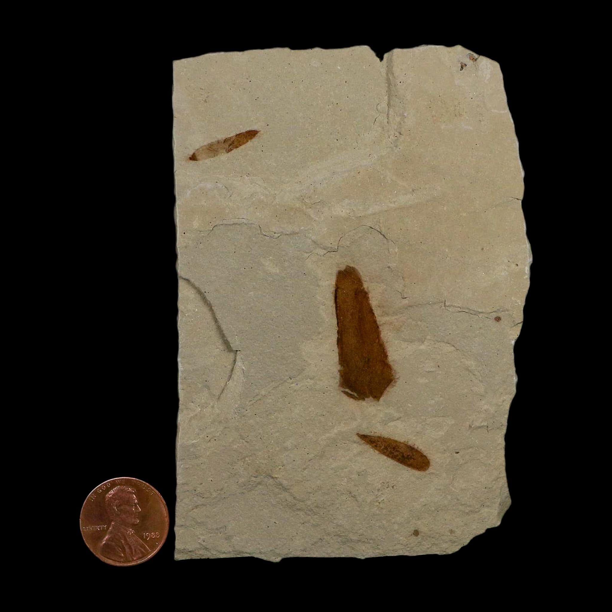 3 Three Detailed Mimosite Coloradensis Fossil Plant Leaf Eocene Age Green River Utah - Fossil Age Minerals