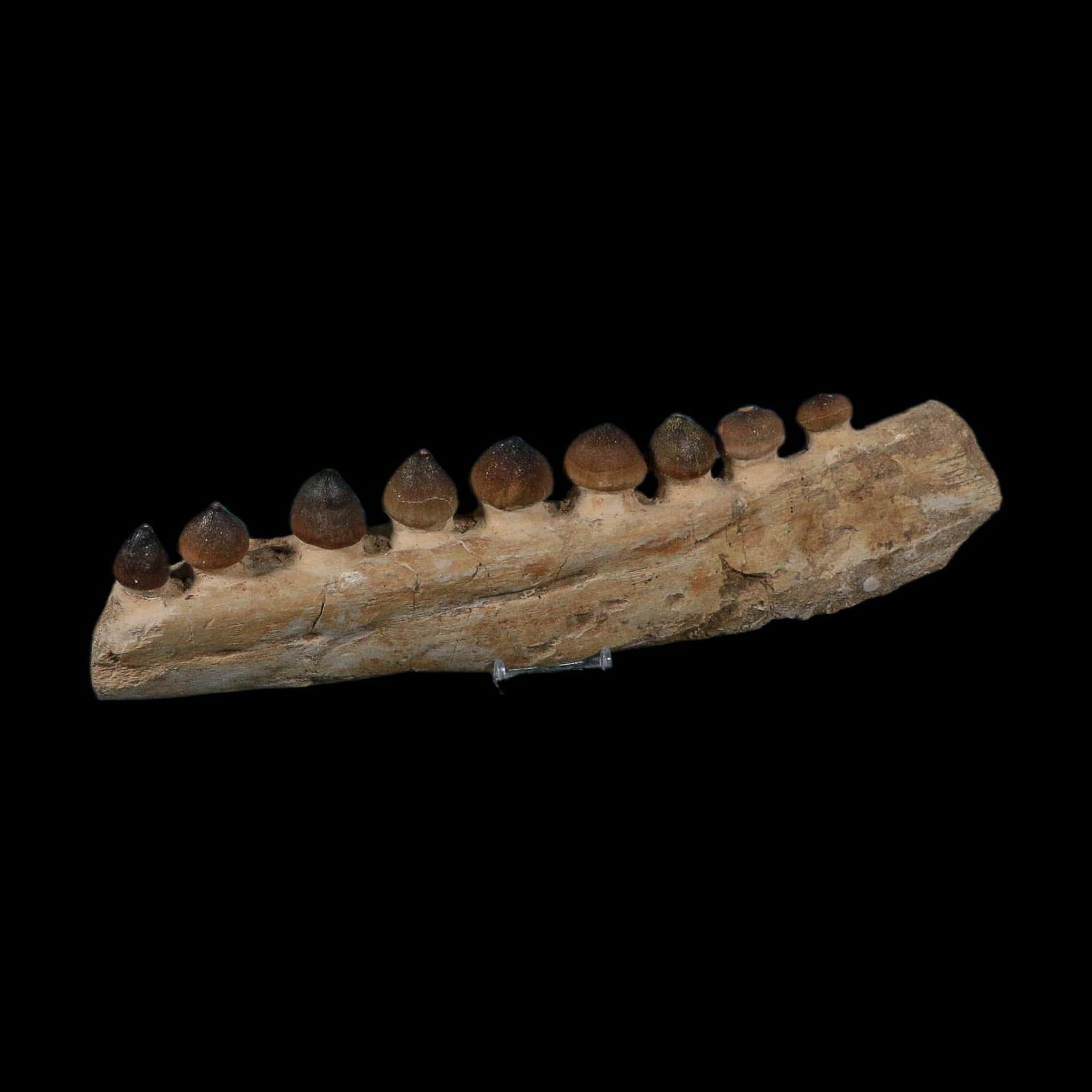 13.4" Globidens Mosasaur Fossil Tooth Jaw Section Cretaceous Dinosaur Era COA - Fossil Age Minerals