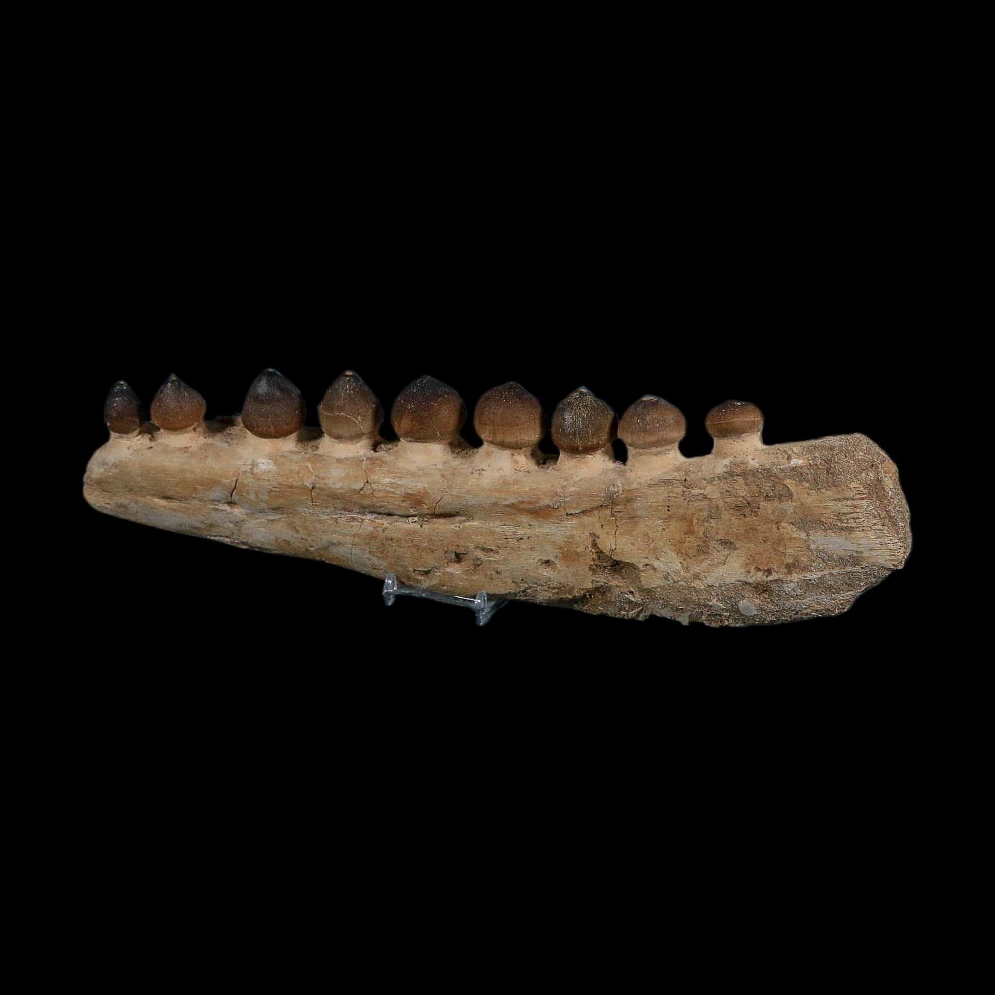 13.4" Globidens Mosasaur Fossil Tooth Jaw Section Cretaceous Dinosaur Era COA - Fossil Age Minerals