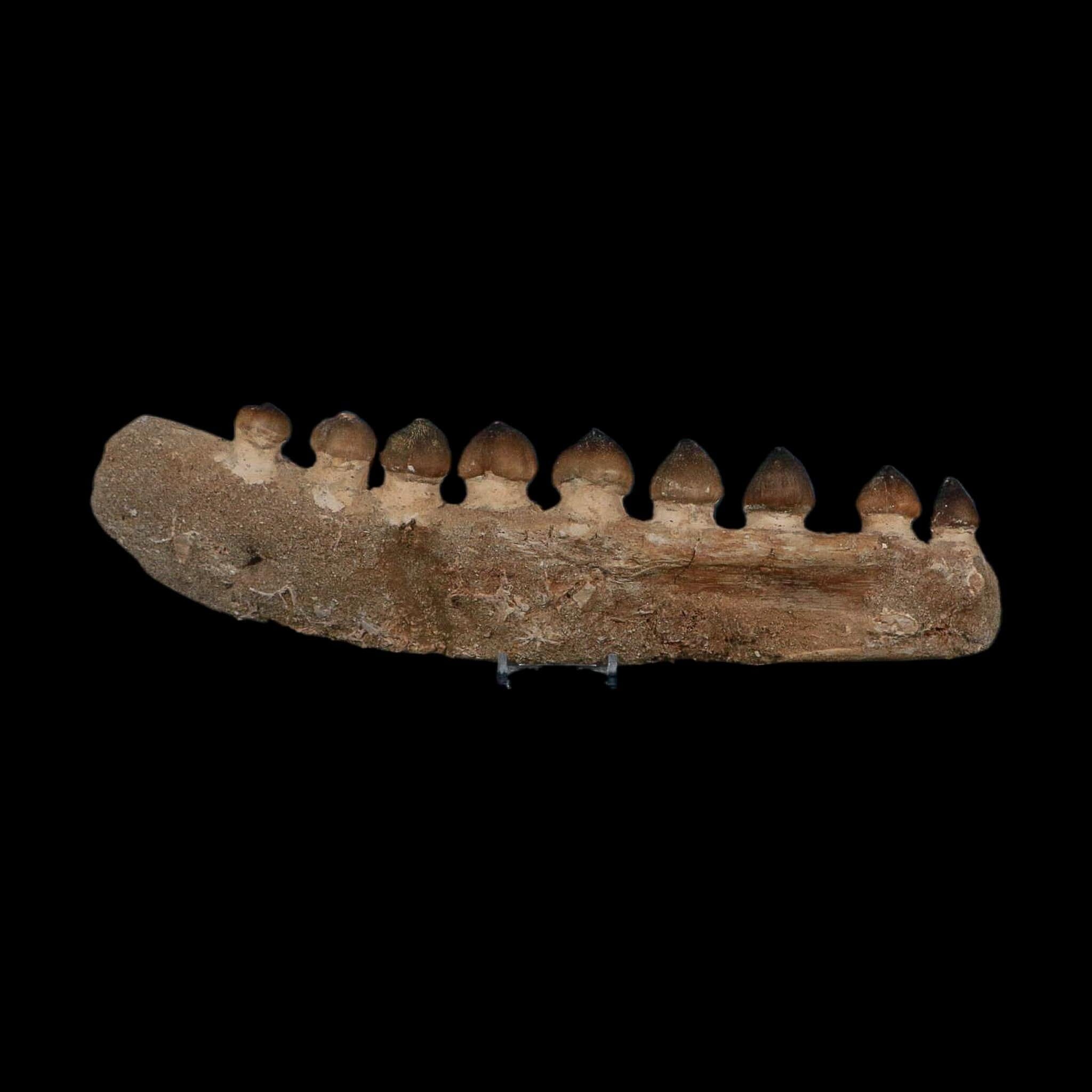 13.4" Globidens Mosasaur Fossil Tooth Jaw Section Cretaceous Dinosaur Era COA - Fossil Age Minerals