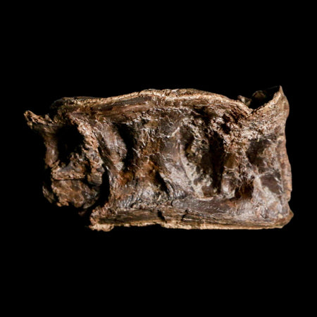 2.4" Ichthyodectes Fish Fossil Vertebrae Late Cretaceous Era Niobrara Formation Kansas