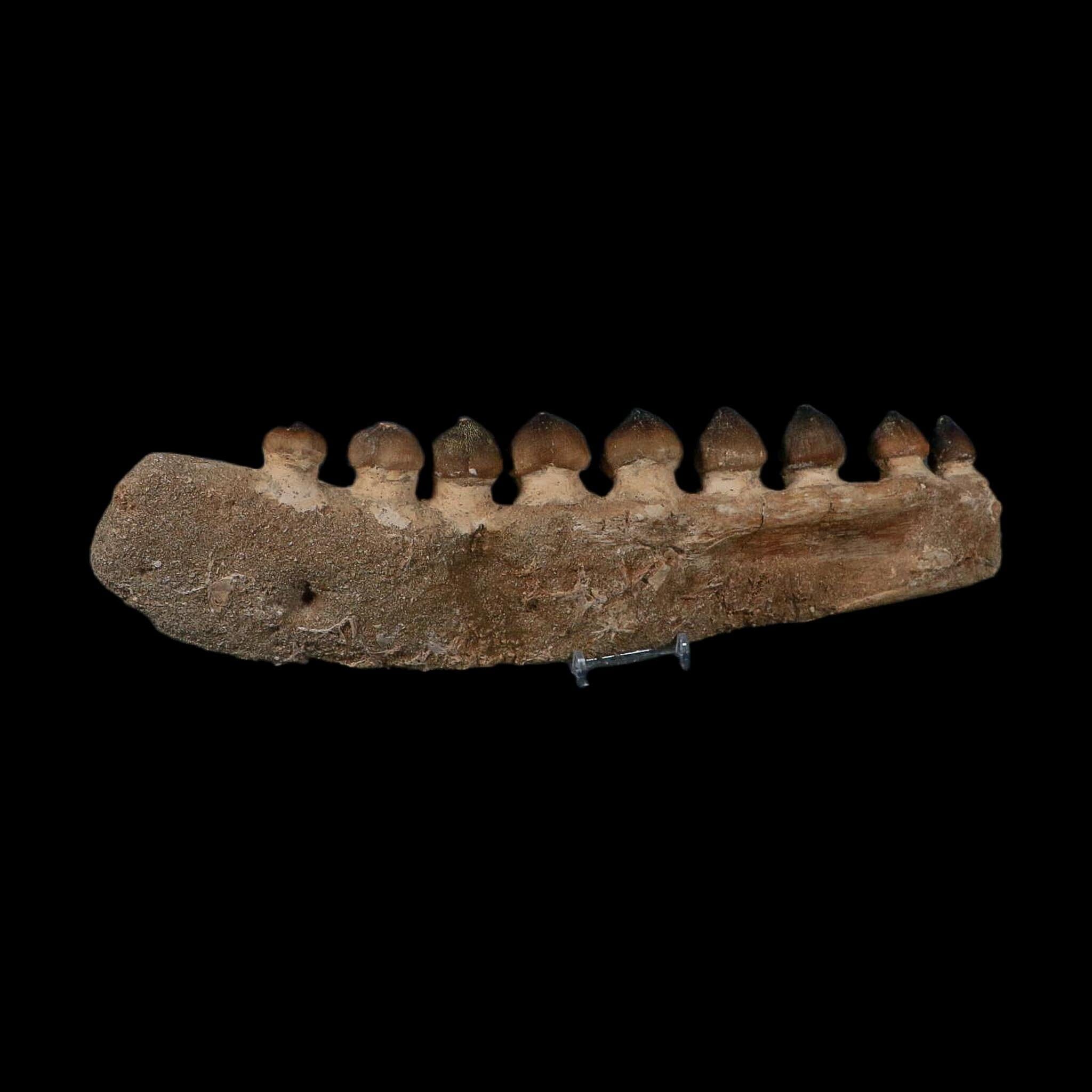 13.4" Globidens Mosasaur Fossil Tooth Jaw Section Cretaceous Dinosaur Era COA - Fossil Age Minerals