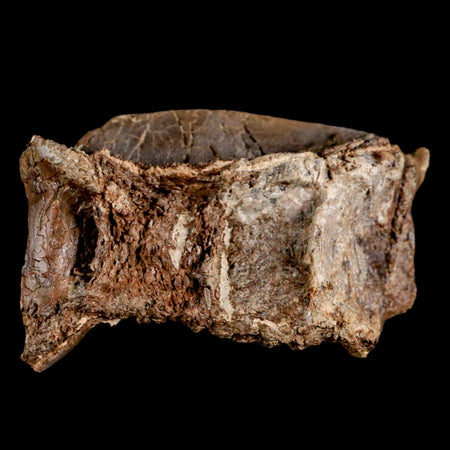 2.4" Ichthyodectes Fish Fossil Vertebrae Late Cretaceous Era Niobrara Formation Kansas