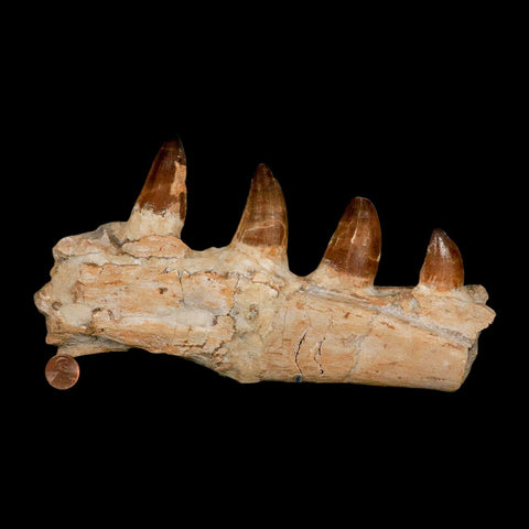 9.5" Mosasaur Prognathodon Fossil Jaw Section Teeth Cretaceous Dinosaur Era COA - Fossil Age Minerals