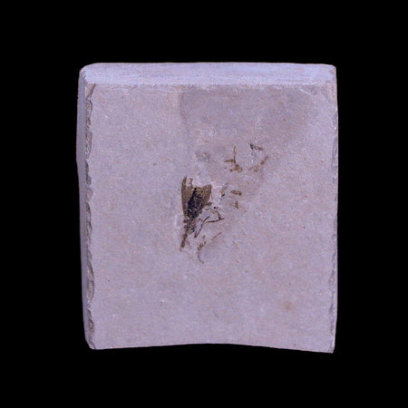 0.4" Detailed Fossil Diptera Insect Green River FM Uintah County UT Eocene Age