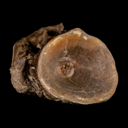 2.2" Ichthyodectes Fish Fossil Vertebrae Late Cretaceous Era Niobrara Formation Kansas