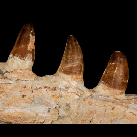 9.5" Mosasaur Prognathodon Fossil Jaw Section Teeth Cretaceous Dinosaur Era COA - Fossil Age Minerals