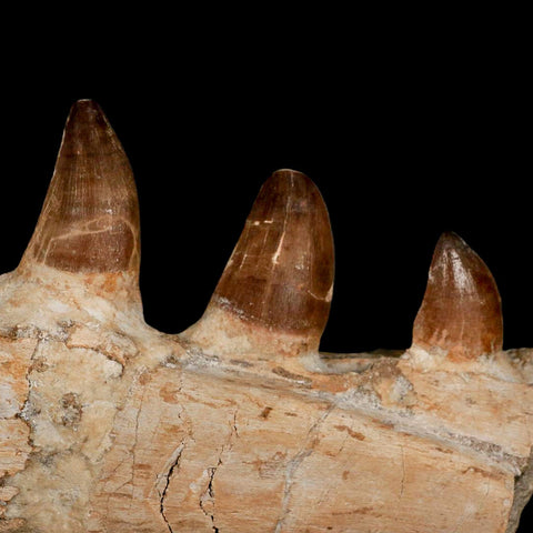 9.5" Mosasaur Prognathodon Fossil Jaw Section Teeth Cretaceous Dinosaur Era COA - Fossil Age Minerals