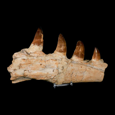 9.5" Mosasaur Prognathodon Fossil Jaw Section Teeth Cretaceous Dinosaur Era COA - Fossil Age Minerals