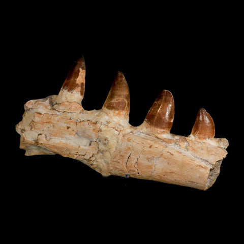 9.5" Mosasaur Prognathodon Fossil Jaw Section Teeth Cretaceous Dinosaur Era COA - Fossil Age Minerals
