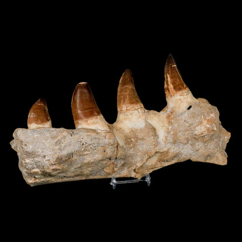 9.5" Mosasaur Prognathodon Fossil Jaw Section Teeth Cretaceous Dinosaur Era COA - Fossil Age Minerals