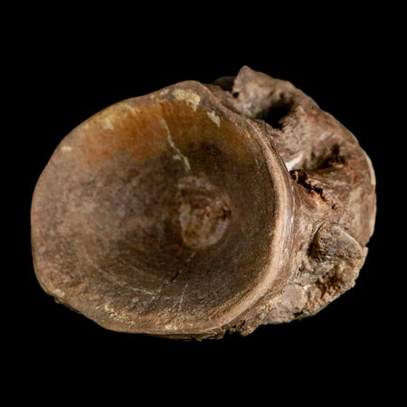 2.2" Ichthyodectes Fish Fossil Vertebrae Late Cretaceous Era Niobrara Formation Kansas