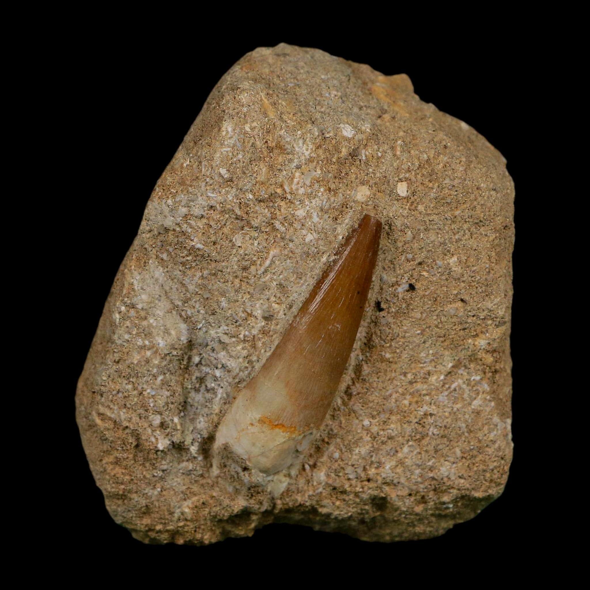 1.4" Plesiosaur Zarafasaura Tooth Fossil In Matrix Cretaceous Dinosaur Era COA - Fossil Age Minerals