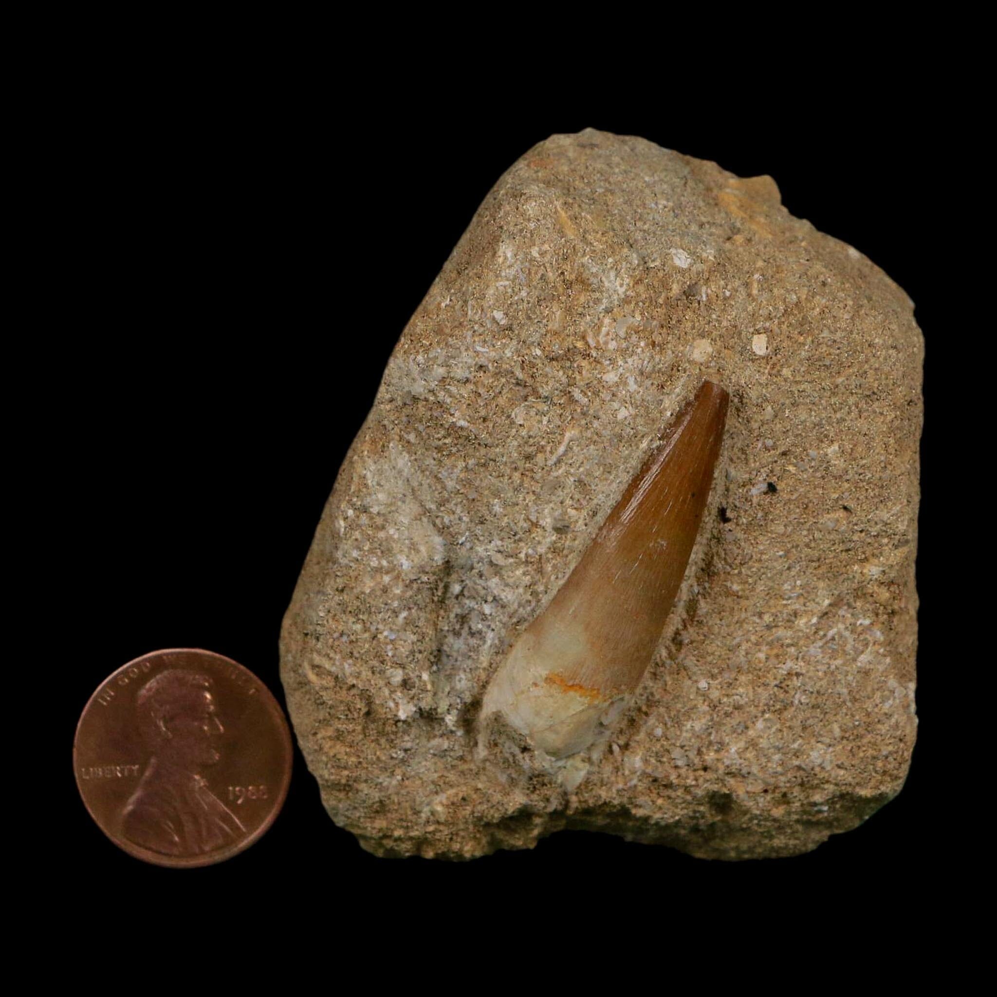 1.4" Plesiosaur Zarafasaura Tooth Fossil In Matrix Cretaceous Dinosaur Era COA - Fossil Age Minerals
