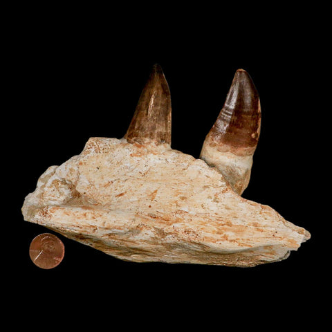 5.9" Mosasaur Prognathodon Fossil Jaw Section Teeth Cretaceous Dinosaur Era COA - Fossil Age Minerals