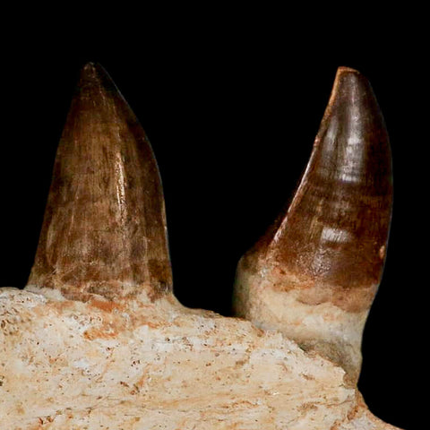 5.9" Mosasaur Prognathodon Fossil Jaw Section Teeth Cretaceous Dinosaur Era COA - Fossil Age Minerals