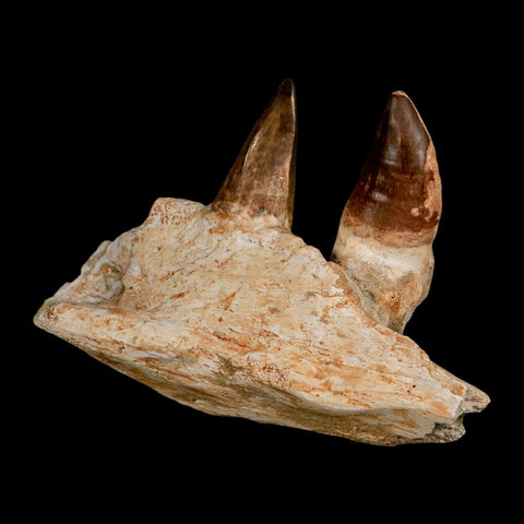 5.9" Mosasaur Prognathodon Fossil Jaw Section Teeth Cretaceous Dinosaur Era COA - Fossil Age Minerals