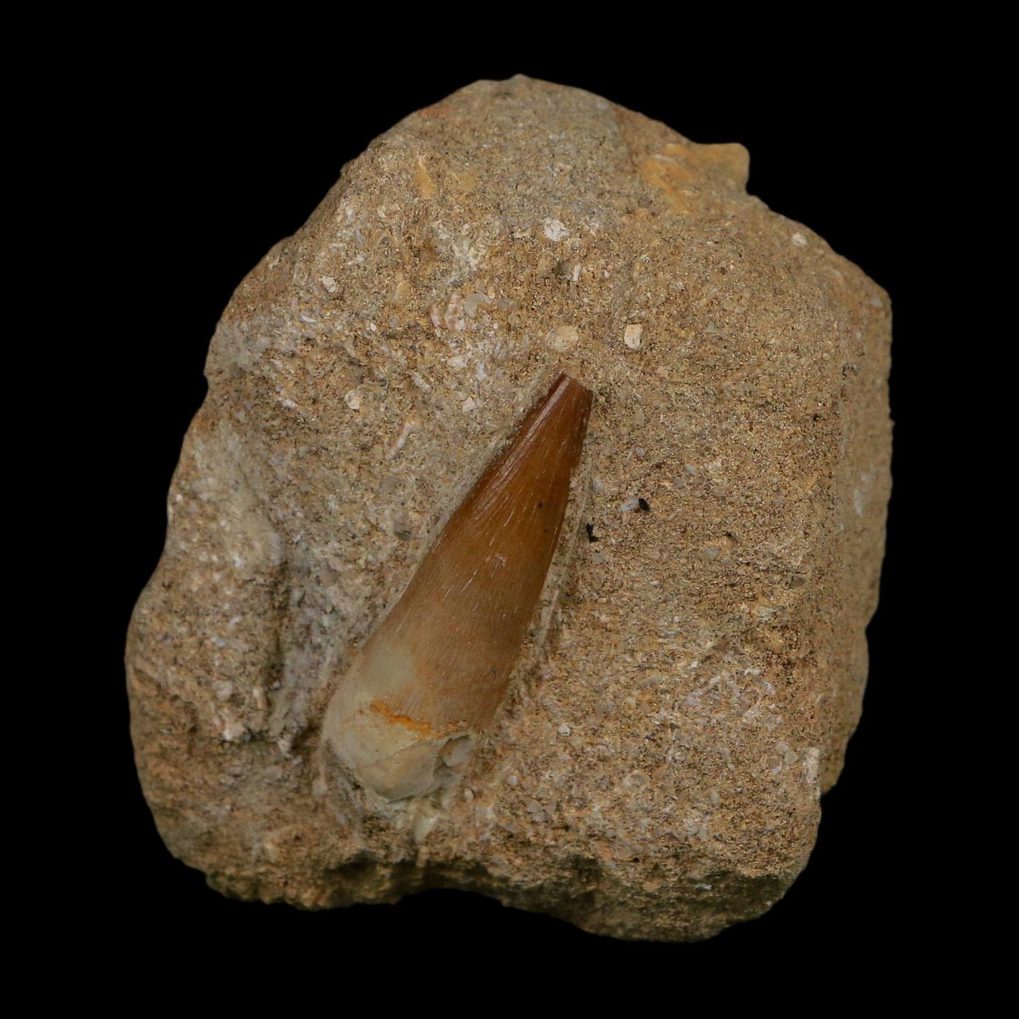 1.4" Plesiosaur Zarafasaura Tooth Fossil In Matrix Cretaceous Dinosaur Era COA - Fossil Age Minerals