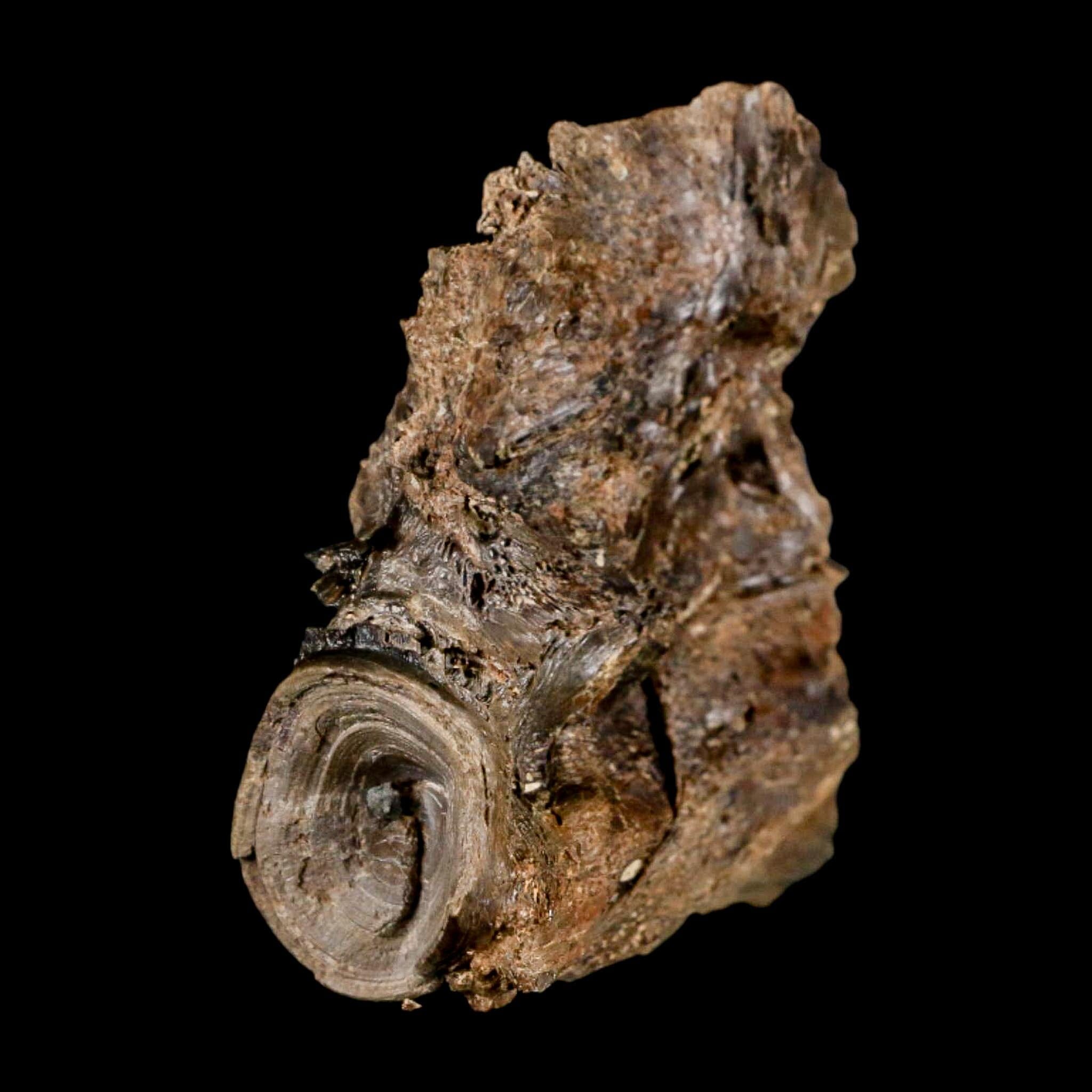 2.2" Ichthyodectes Fish Fossil Vertebrae Bones Late Cretaceous Era Niobrara Fm Kansas - Fossil Age Minerals