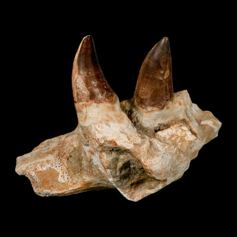 5.9" Mosasaur Prognathodon Fossil Jaw Section Teeth Cretaceous Dinosaur Era COA - Fossil Age Minerals