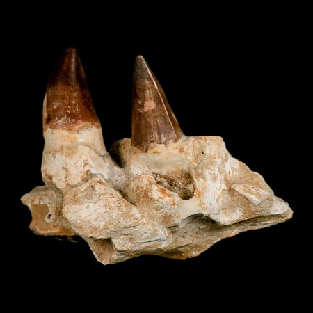 5.9" Mosasaur Prognathodon Fossil Jaw Section Teeth Cretaceous Dinosaur Era COA