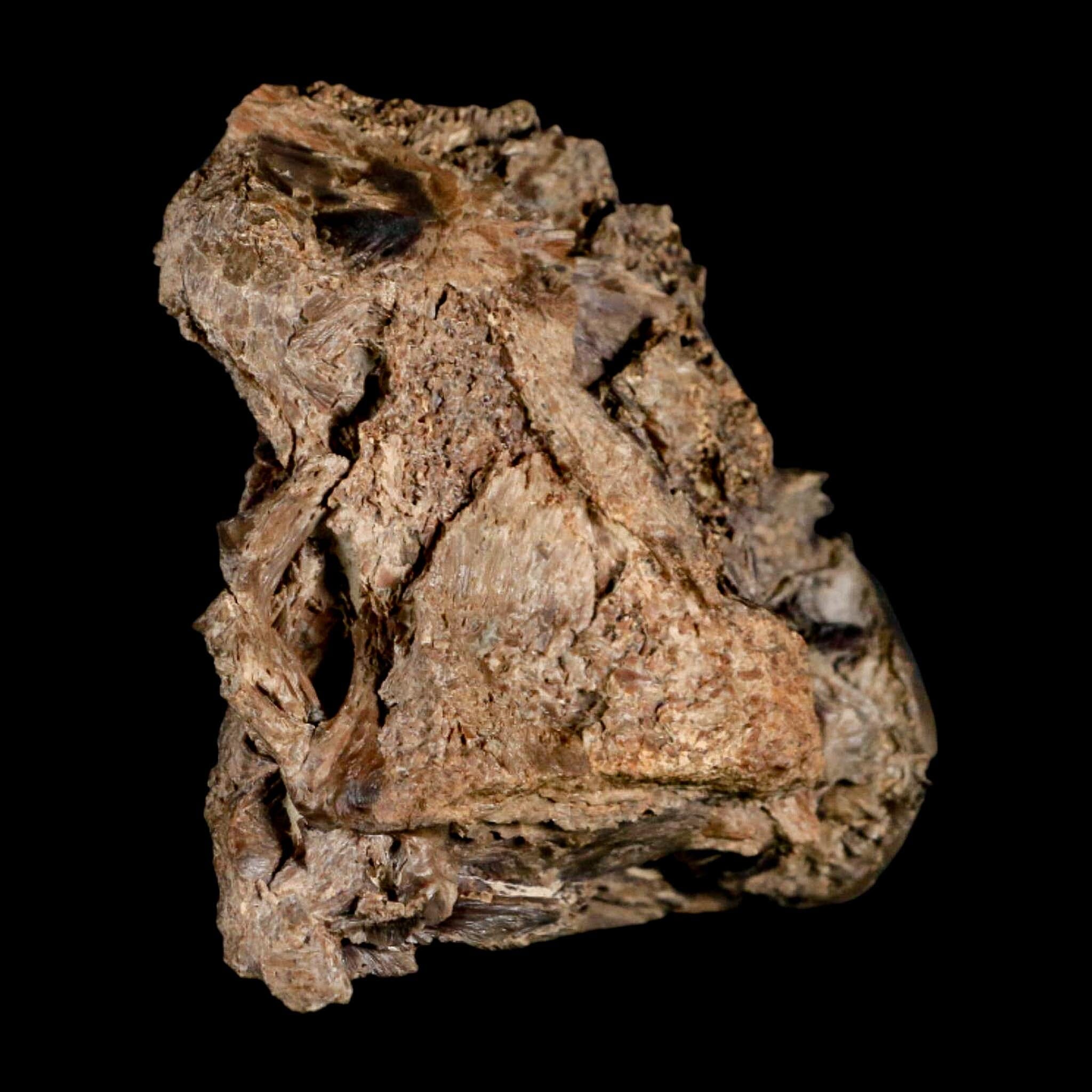 2.2" Ichthyodectes Fish Fossil Vertebrae Bones Late Cretaceous Era Niobrara Fm Kansas - Fossil Age Minerals