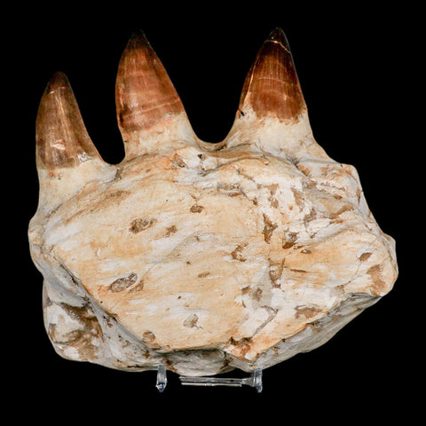 5.8" Mosasaur Prognathodon Fossil Jaw Section Teeth Cretaceous Dinosaur Era COA - Fossil Age Minerals