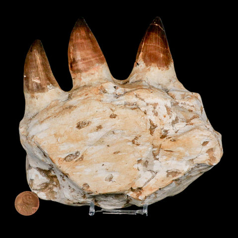 5.8" Mosasaur Prognathodon Fossil Jaw Section Teeth Cretaceous Dinosaur Era COA - Fossil Age Minerals