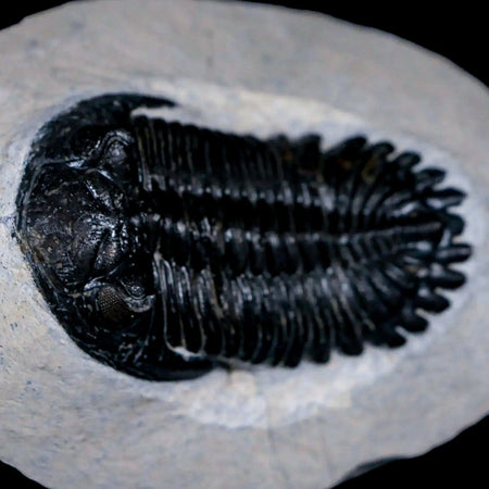 2.4" Metacanthina Issoumourensis Trilobite Fossil Devonian Age 400 Mil Yrs Old COA