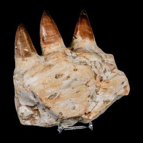 5.8" Mosasaur Prognathodon Fossil Jaw Section Teeth Cretaceous Dinosaur Era COA - Fossil Age Minerals