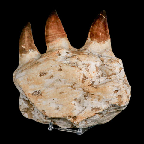 5.8" Mosasaur Prognathodon Fossil Jaw Section Teeth Cretaceous Dinosaur Era COA - Fossil Age Minerals