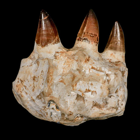 5.8" Mosasaur Prognathodon Fossil Jaw Section Teeth Cretaceous Dinosaur Era COA - Fossil Age Minerals