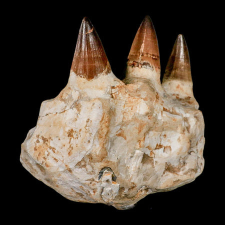 5.8" Mosasaur Prognathodon Fossil Jaw Section Teeth Cretaceous Dinosaur Era COA