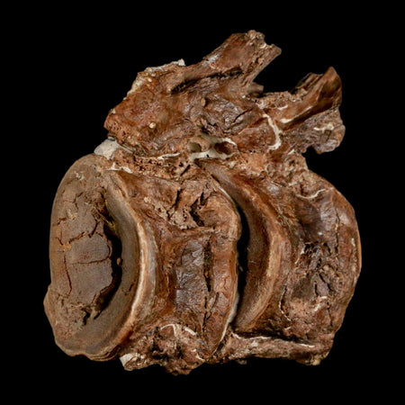 2.8" Ichthyodectes Fish Fossil Vertebrae Late Cretaceous Era Niobrara Formation Kansas