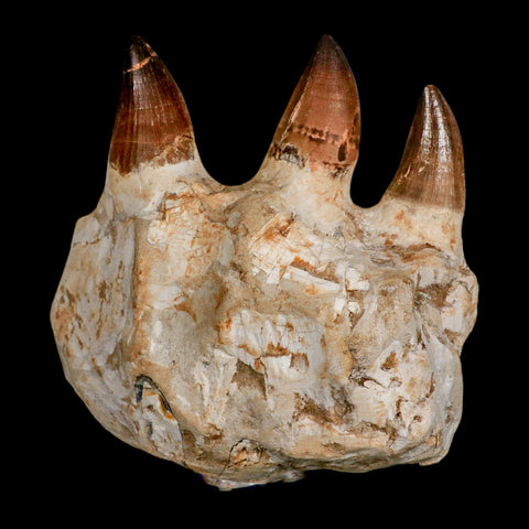 5.8" Mosasaur Prognathodon Fossil Jaw Section Teeth Cretaceous Dinosaur Era COA - Fossil Age Minerals