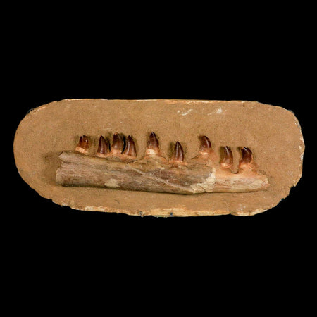10.5" Mosasaur Prognathodon Fossil Jaw In Matrix Teeth Cretaceous Dinosaur Era COA