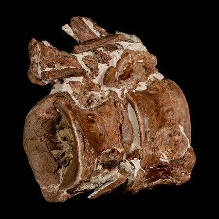 2.8" Ichthyodectes Fish Fossil Vertebrae Late Cretaceous Era Niobrara Formation Kansas