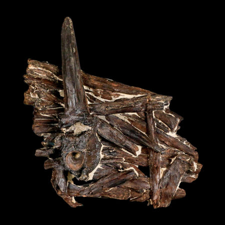 3.1" Unknown Fossil Vertebrae And Bones in Matrix Late Cretaceous Era Niobrara FM KS