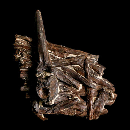 3.1" Unknown Fossil Vertebrae And Bones in Matrix Late Cretaceous Era Niobrara FM KS