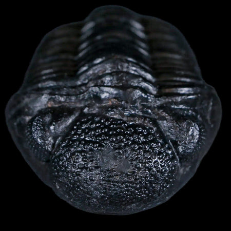 2.8" Drotops Trilobite Fossil Devonian Morocco Arthropod 400 Million Years Old COA