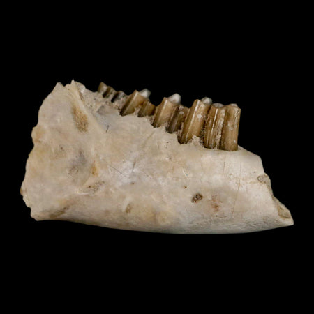0.8" Palaeolagus Hayeni Fossil Jaw Section Teeth Oligocene Epoch South Dakota Display