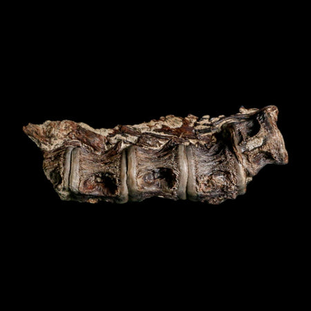 3" Saber Toothed Herring Fossil Vertebrae Enchodus Cretaceous Age Niobrara FM Kansas