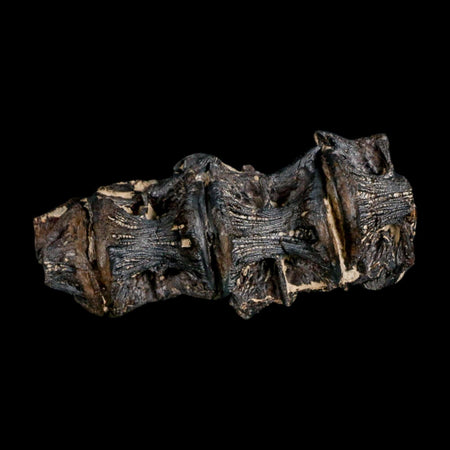 2.6" Saber Toothed Herring Fossil Vertebrae Enchodus Cretaceous Age Niobrara FM Kansas